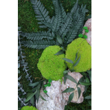 Tableau végétal stabilisé Rocher