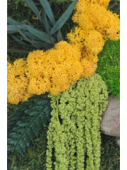 Tableau végétal stabilisé Songe d'Automne