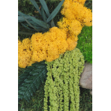 Tableau végétal stabilisé Songe d'Automne