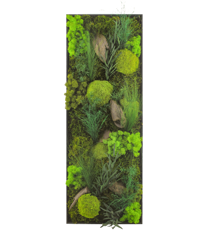 Tableau végétal Barfleur