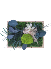 Cadre végétal stabilisé Cotentin