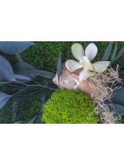 Cadre végétal stabilisé Cotentin