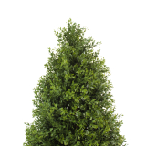 Buis artificiel Chenonceau