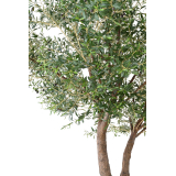 Olivier artificiel à double tronc