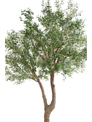 Olivier artificiel à double tronc