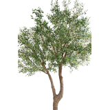 Olivier artificiel à double tronc