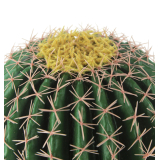 Échinocactus artificiel