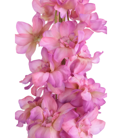 Delphinium artificiel rose