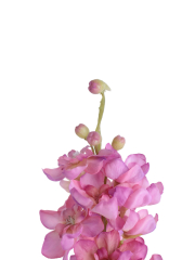Delphinium artificiel rose