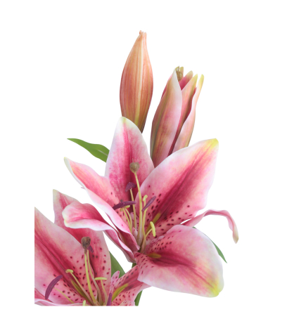 Lys artificiel rose