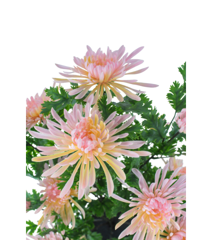 Grand chrysanthème en pot artificiel rose