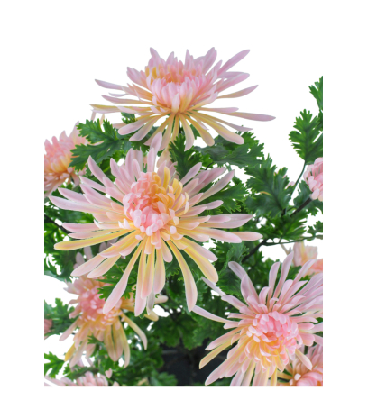 Grand chrysanthème en pot artificiel rose