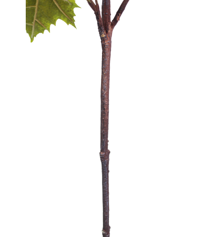 Branche d'érable artificielle avec fruits