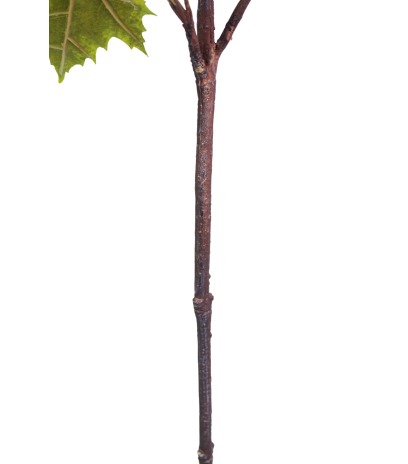 Branche d'érable artificielle avec fruits