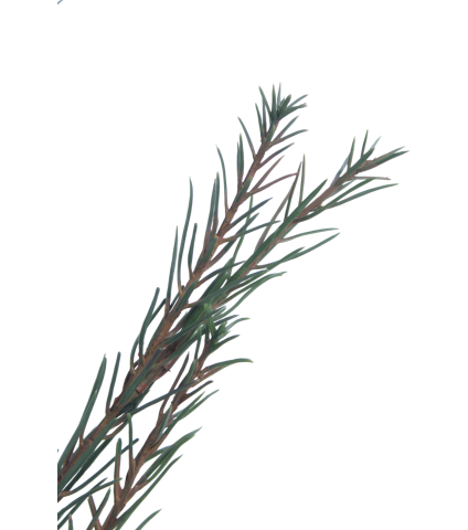 Branche de pin d'Alep artificielle