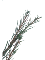 Branche de pin d'Alep artificielle