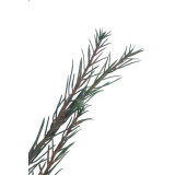 Branche de pin d'Alep artificielle