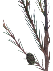 Branche de pin d'Alep artificielle