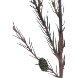 Branche de pin d'Alep artificielle