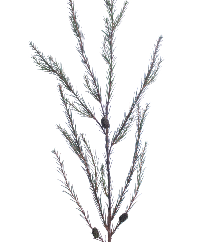 Branche de pin d'Alep artificielle