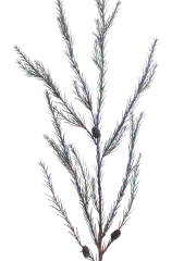 Branche de pin d'Alep artificielle