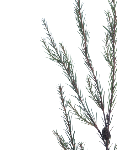 Branche de pin d'Alep artificielle