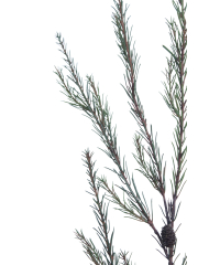 Branche de pin d'Alep artificielle