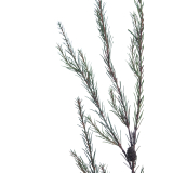 Branche de pin d'Alep artificielle