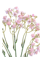 Myosotis artificiel rose