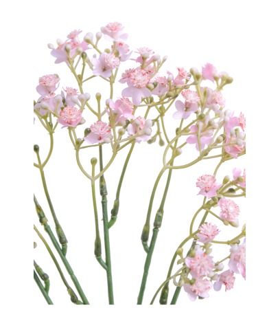 Myosotis artificiel rose