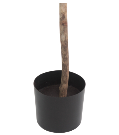 Pot