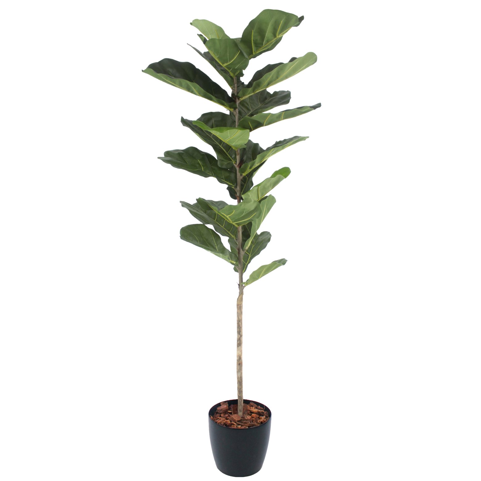Jeune ficus lyrata artificiel