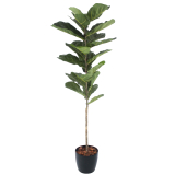 Jeune ficus lyrata artificiel
