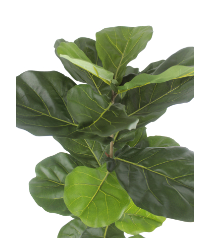 Jeune ficus lyrata artificiel