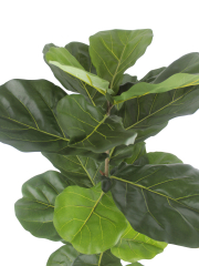 Jeune ficus lyrata artificiel