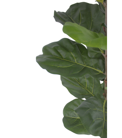 Jeune ficus lyrata artificiel