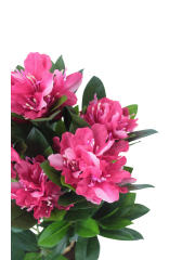 Rhododendron artificiel rose