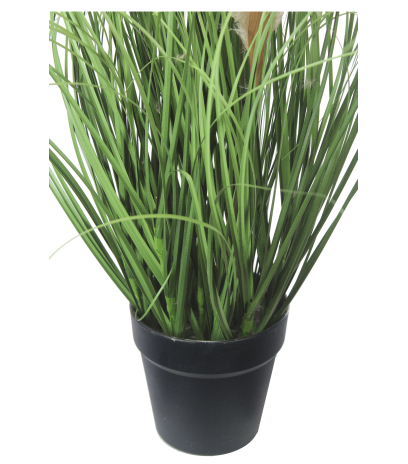 Pot