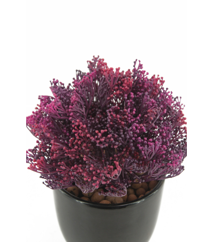 Skimmia artificiel violet