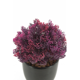 Skimmia artificiel violet