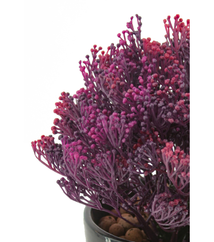 Skimmia artificiel violet