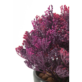 Skimmia artificiel violet