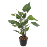 Alocasia cucullata artificiel
