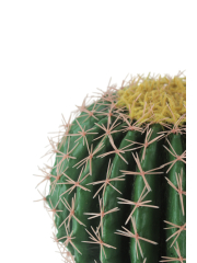 Échinocactus artificiel