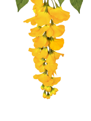 Tige de glycine artificielle jaune