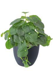 Pilea artificiel