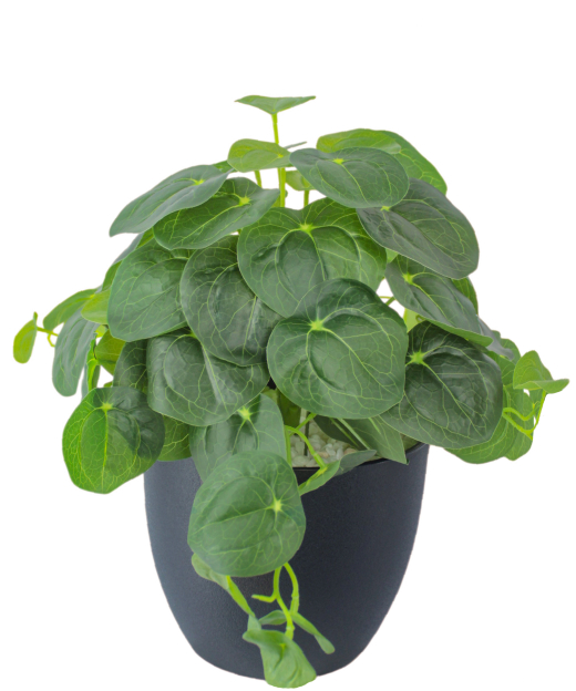 Pilea artificiel