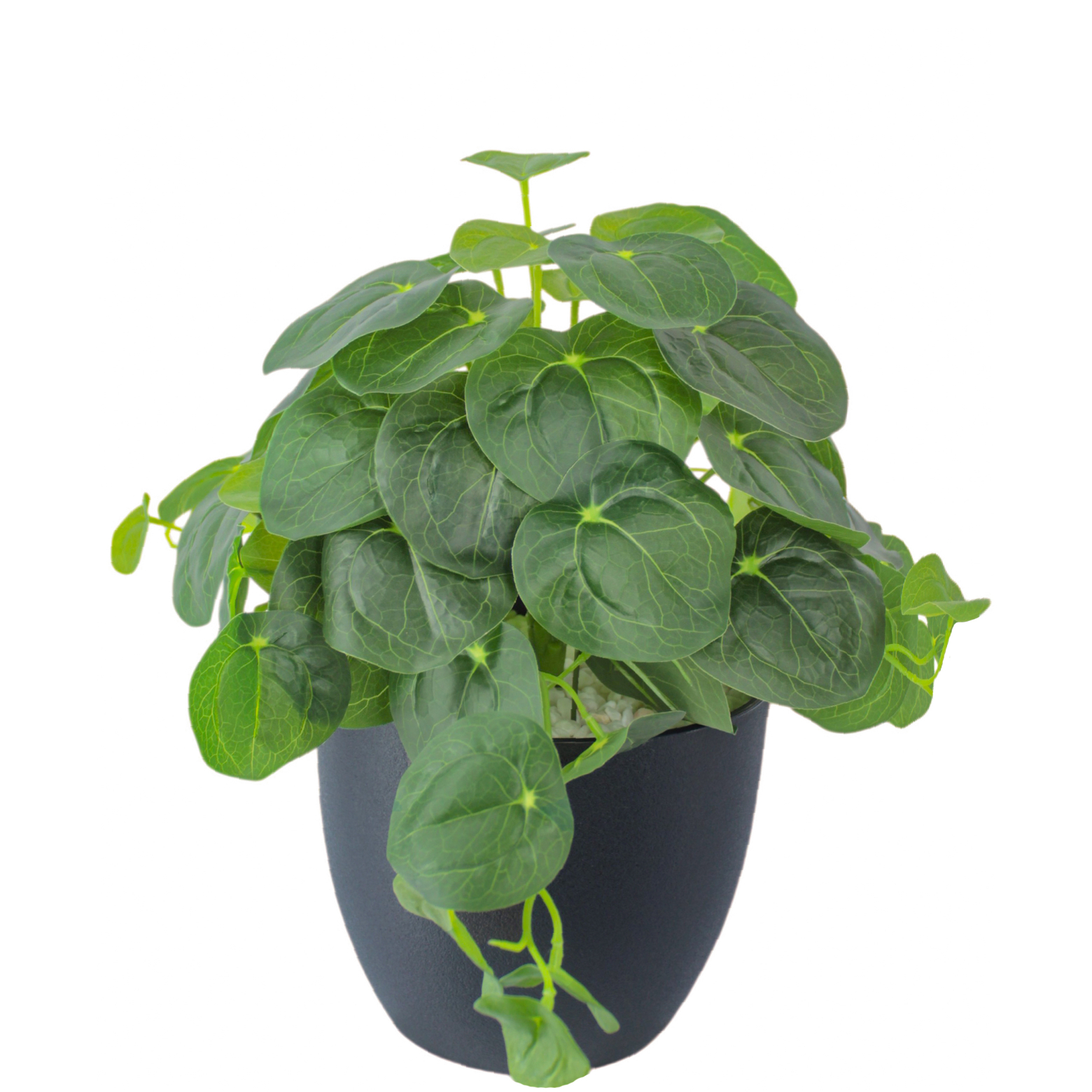 Pilea artificiel