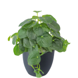 Pilea artificiel