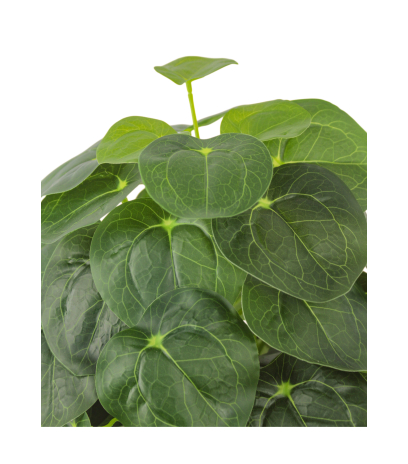 Pilea artificiel